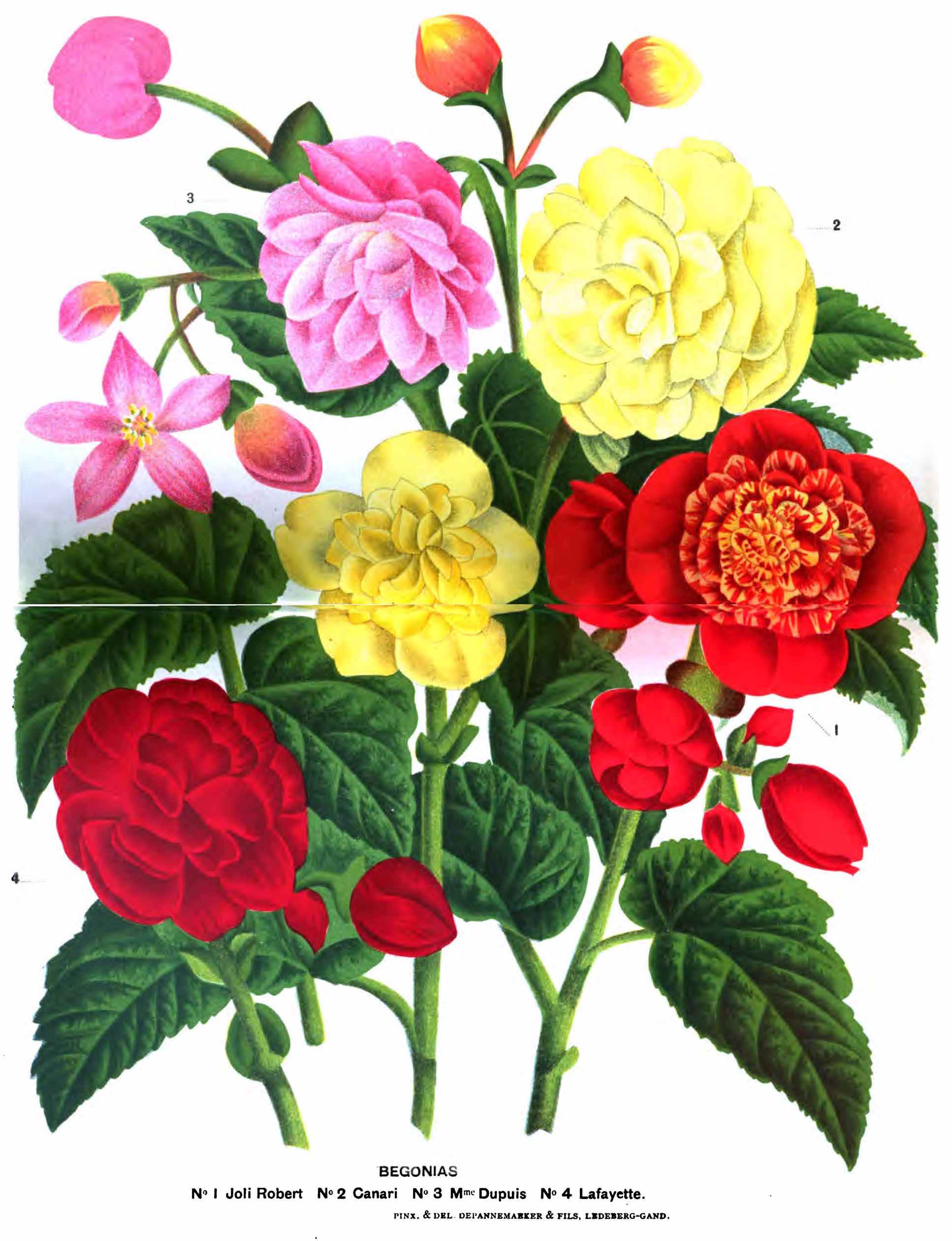 B. ‘Lafayette’